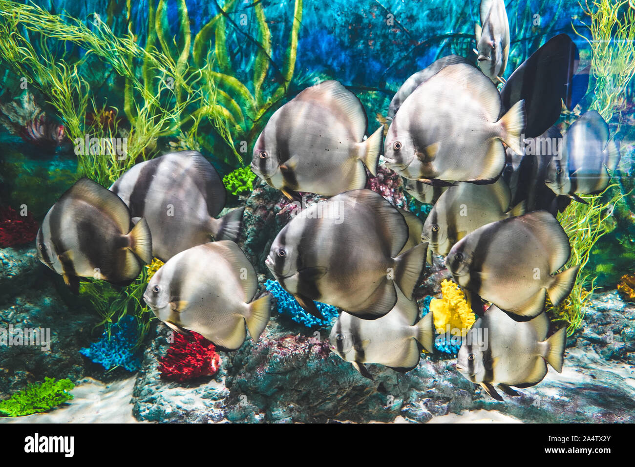 Longfin batfish Fische Freibad rund um den Ocean Aquarium Tank in Phu Quoc, Vietnam Stockfoto