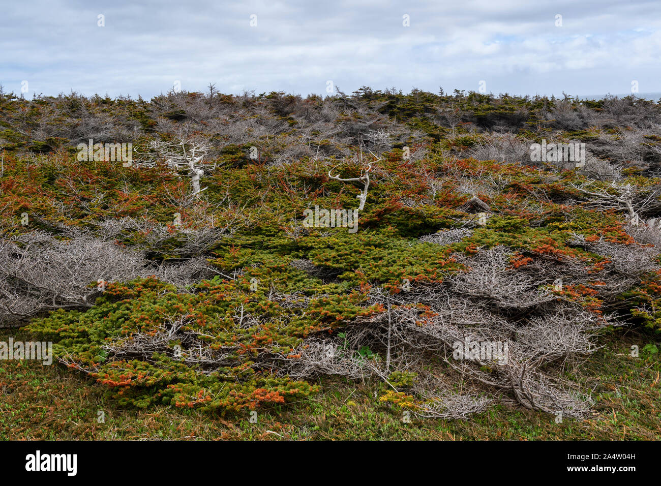 Küstenwald, durch Wind auf Cape St. George, Neufundland und Labrador, Kanada geformt Stockfoto