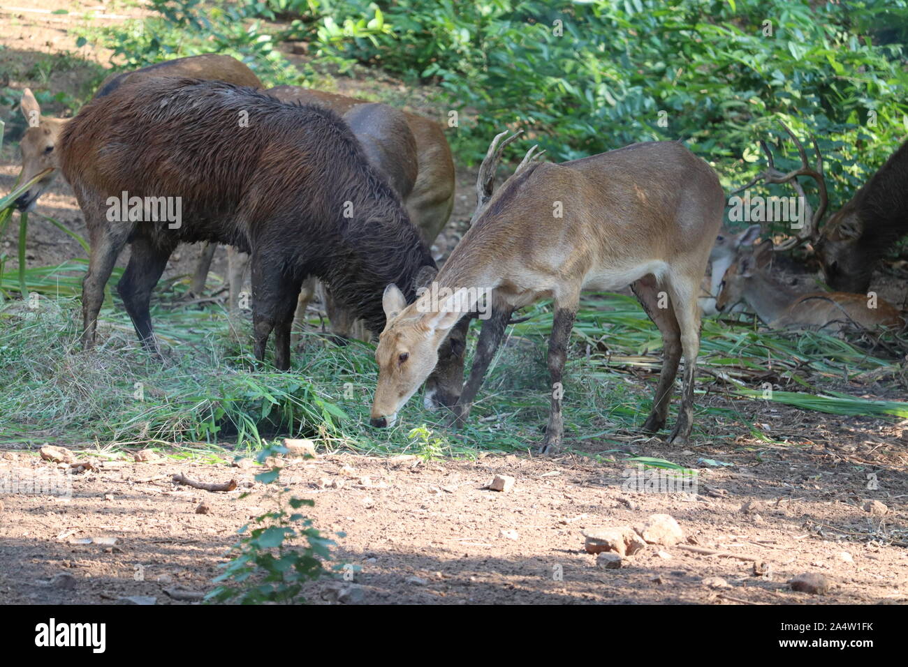 Der Blick auf eine männliche Wasser Buck (Hirsche). Verwirrt Wasser buck Warten auf einen Mate-Bild Stockfoto