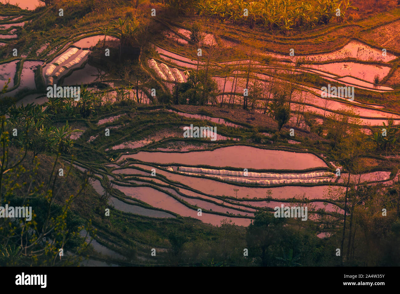 Hani Terraced Rice Fields von YuanYang, China während der Goldenen Stunde Stockfoto