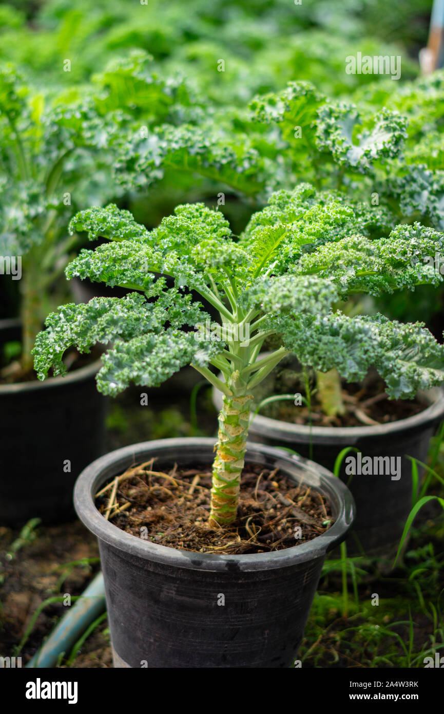 Bio Brokkoli in Gemüsegarten Stockfoto