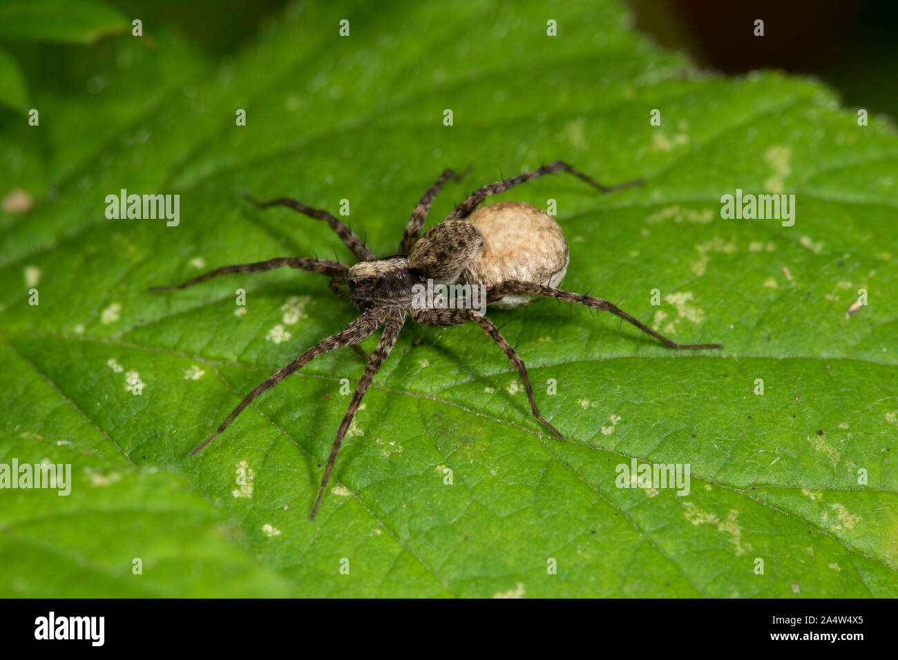 Wolf Spider, Pardosa amentata, East Blean Woodlands, Kent GROSSBRITANNIEN, Weibchen mit Ei sac Stockfoto