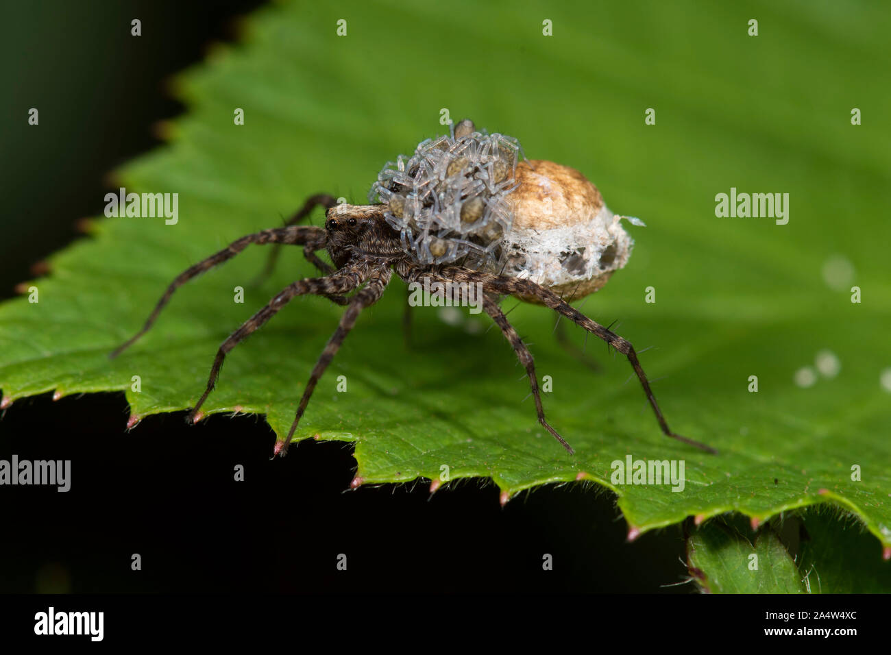 Wolf Spider, Pardosa amentata, East Blean Woodlands, Kent GROSSBRITANNIEN, Weibchen mit Ei sac und Babys auf dem Rücken Stockfoto