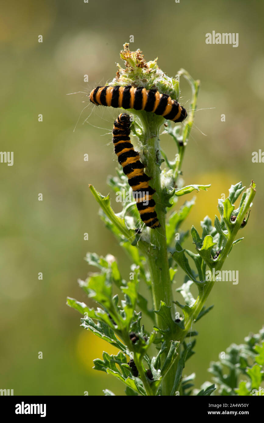 Zinnober Motte Caterpillar, Tyria jacobaeae, Sandwich & Pegwell Bay National Nature Reserve, Kent Wildlife Trust, GB, Orange und schwarze Streifen, Warnung Stockfoto