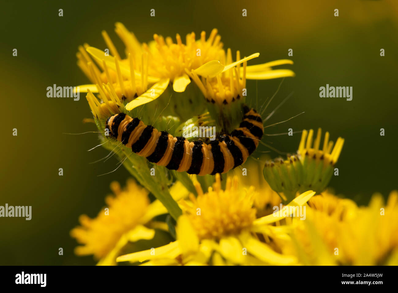 Zinnober Motte Caterpillar, Tyria jacobaeae, die Lärchen, Kent Wildlife Trust, GB, Orange und schwarze Streifen, Warnung Farben zu Raubtieren wie Sie schmecken Stockfoto