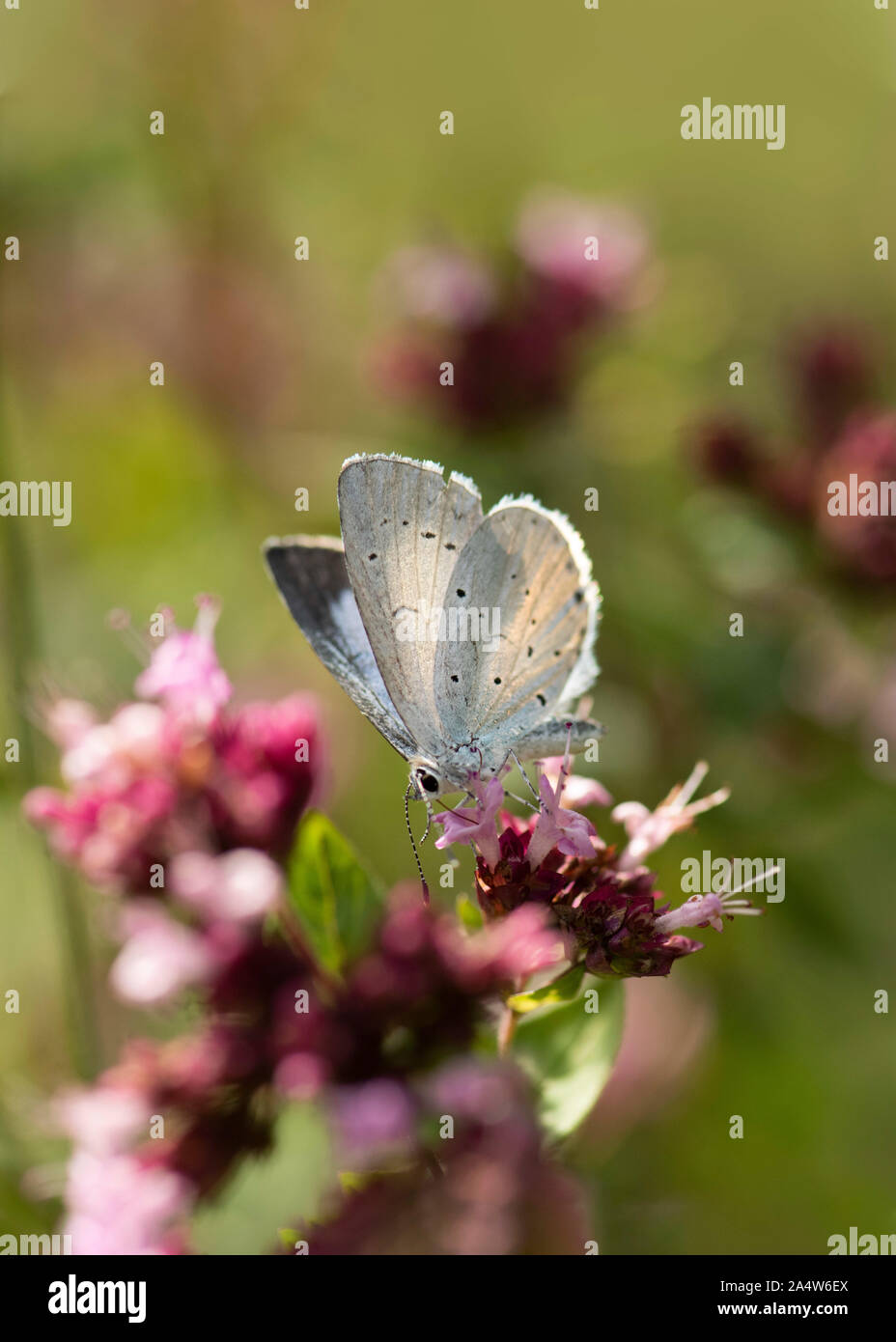 Holly Blue Butterfly, Celastrina argiolus, Queensdown Warren, Kent Wildlife Trust, UK, nectaring auf Blumen Stockfoto