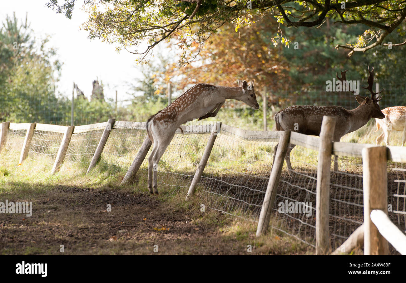 Hirsch Stockfoto
