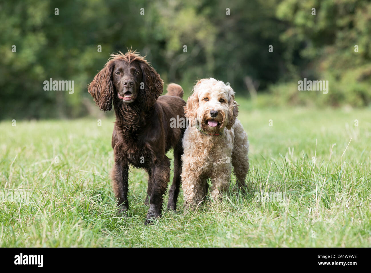 Hunde im Feld, Querformat Stockfoto