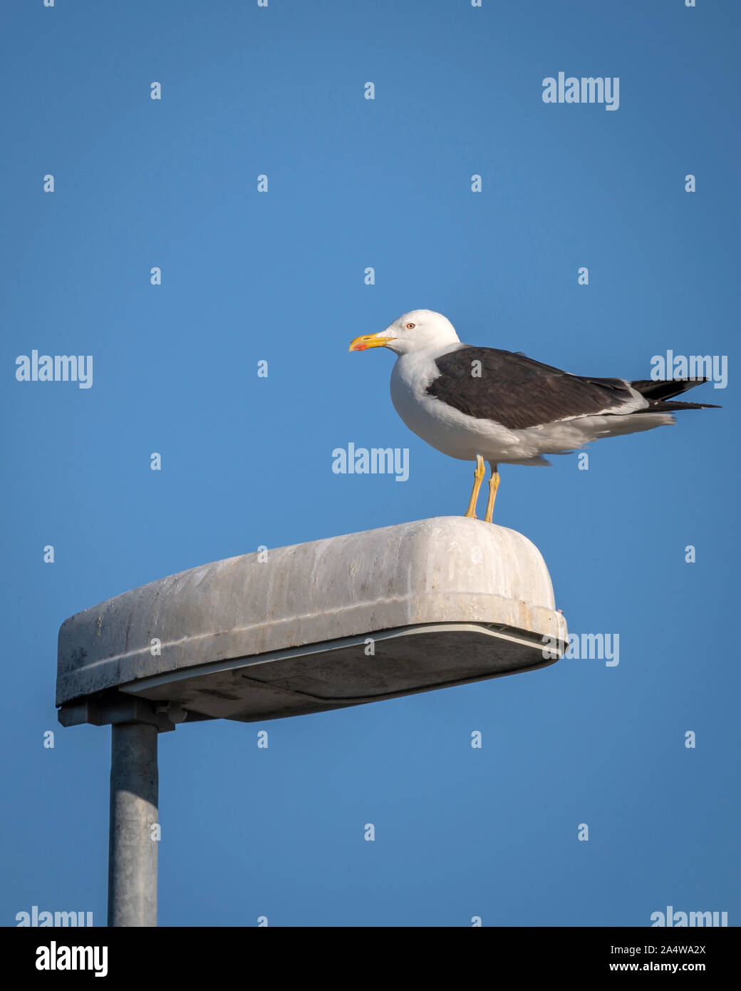 Möwe auf eine lightpost, Island Stockfoto