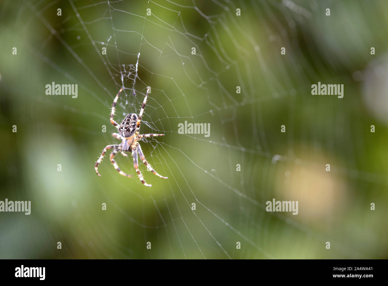 Araneus diadematus gemeinsamen Garten Spinne im Netz Stockfoto