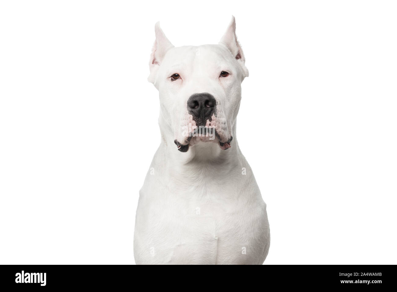 Portrait von Selbstgefälligen Dogo Argentino Hund auf isoliert weißer Hintergrund Stockfoto
