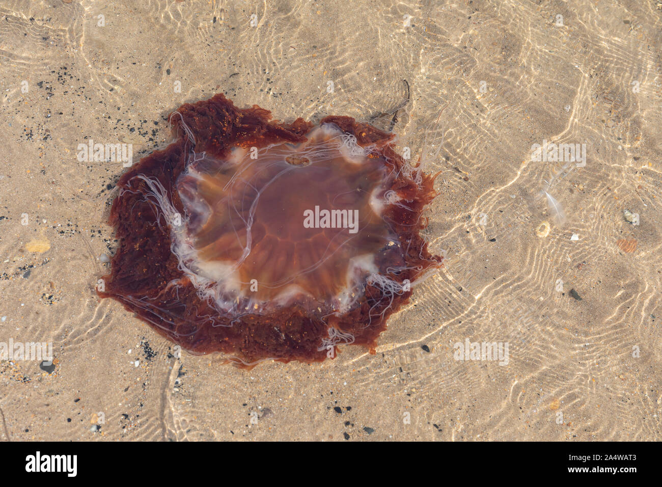 Lion's Mane Quallen (Cyanea Capillata) Stockfoto