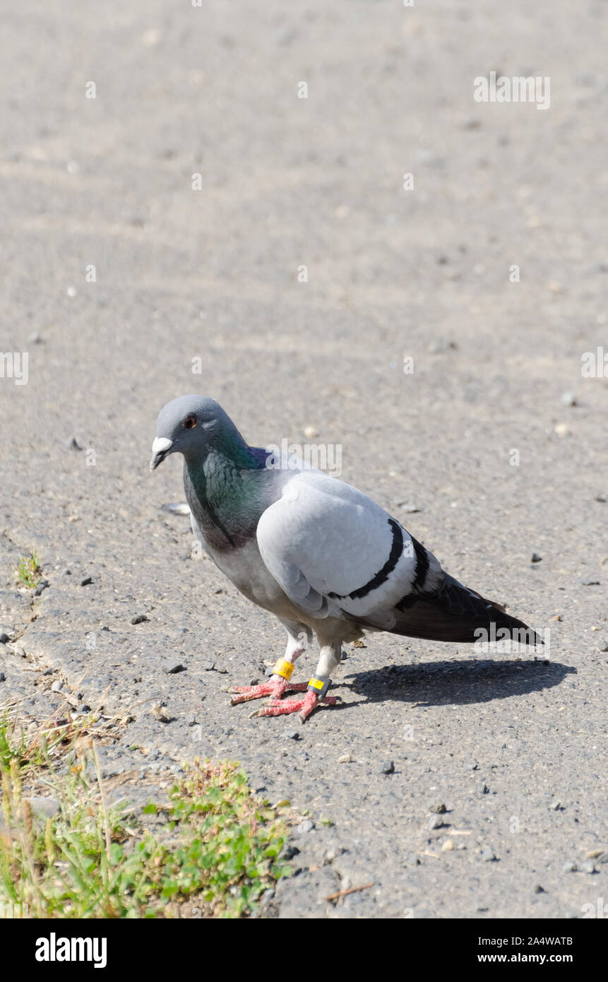 Rock pigeon, rock dove, Columba livia, auf dem Boden gepflasterte Straße Stockfoto