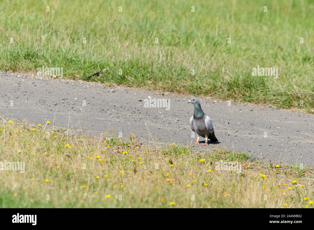 Rock pigeon, rock dove, Columba livia, auf dem Boden gepflasterte Straße Stockfoto