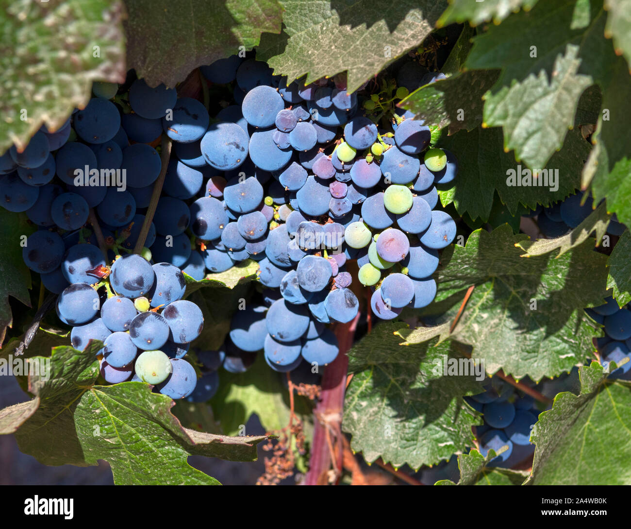 Trauben am Weinstock am Weingut Undurraga (Viña Undurraga), Talagante, Maipo Valley, Región Metropolitana, Chile, Südamerika Stockfoto