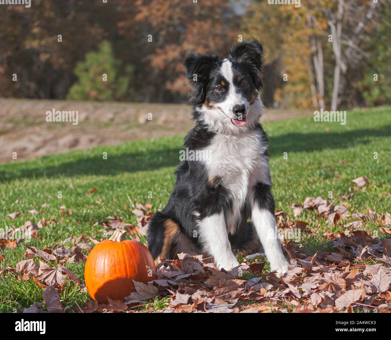 Süße Border Collie Welpen in tote Blätter sitzen neben einem Kürbis mit einem unscharfen Herbst Wald im Hintergrund Stockfoto