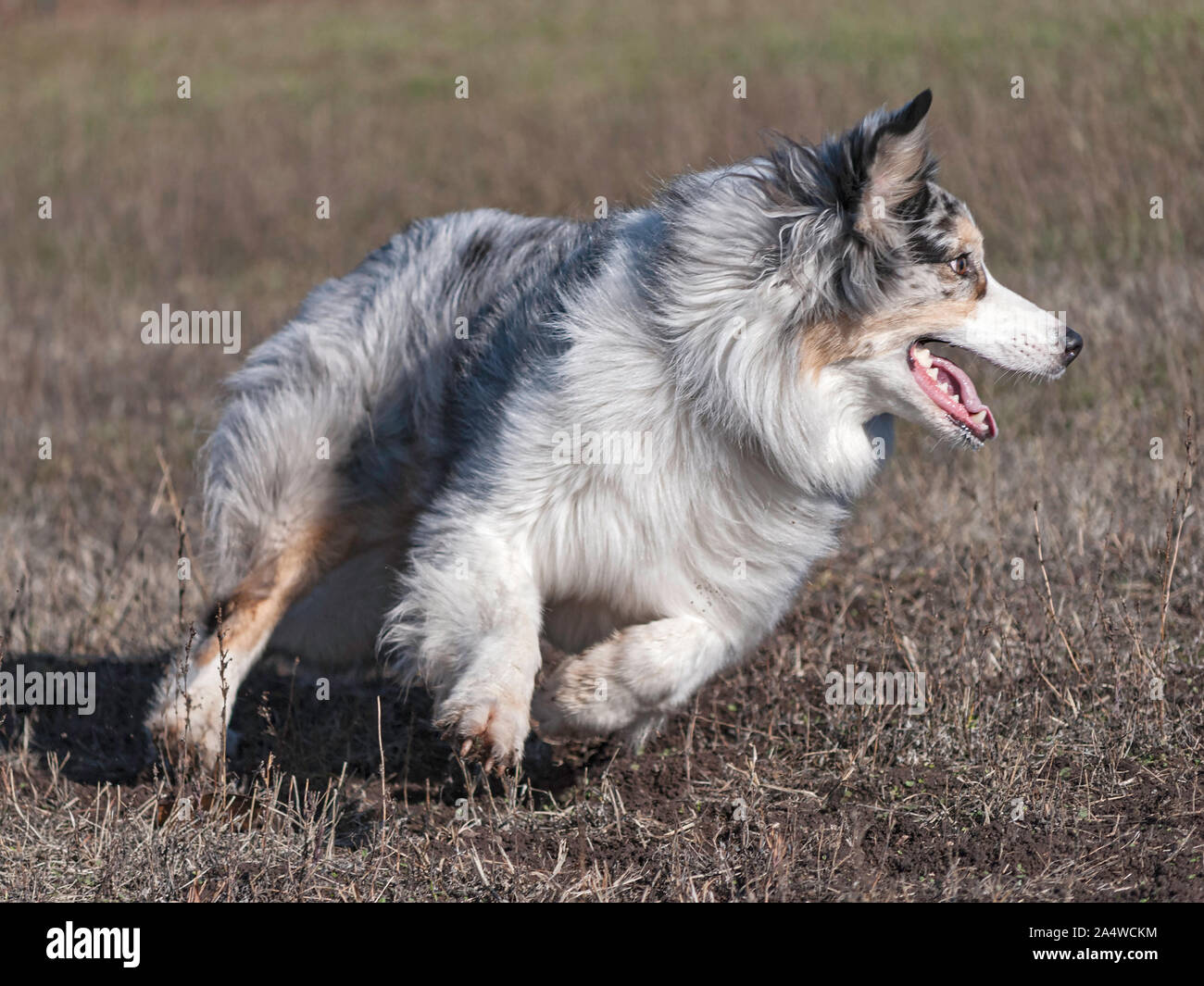 Aktion Nahaufnahme eines glücklichen blue merle aussie Australian Shepherd stark und schnell drehen während der Jagd nach einem gefälschten Kaninchen in einen trockenen Winter Weide Stockfoto