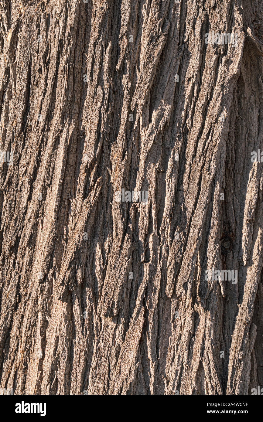 Closeup Detail des zutiefst texured Rinde am Stamm eines silky oak tree Grevillea robusta zeigt die komplizierte Textur und Muster Stockfoto