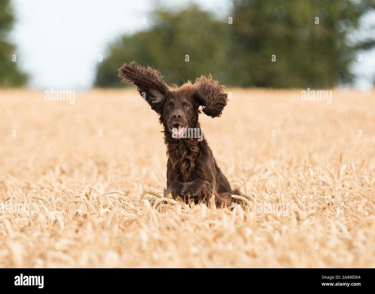 Braun spaniel springen in einem Feld Stockfoto