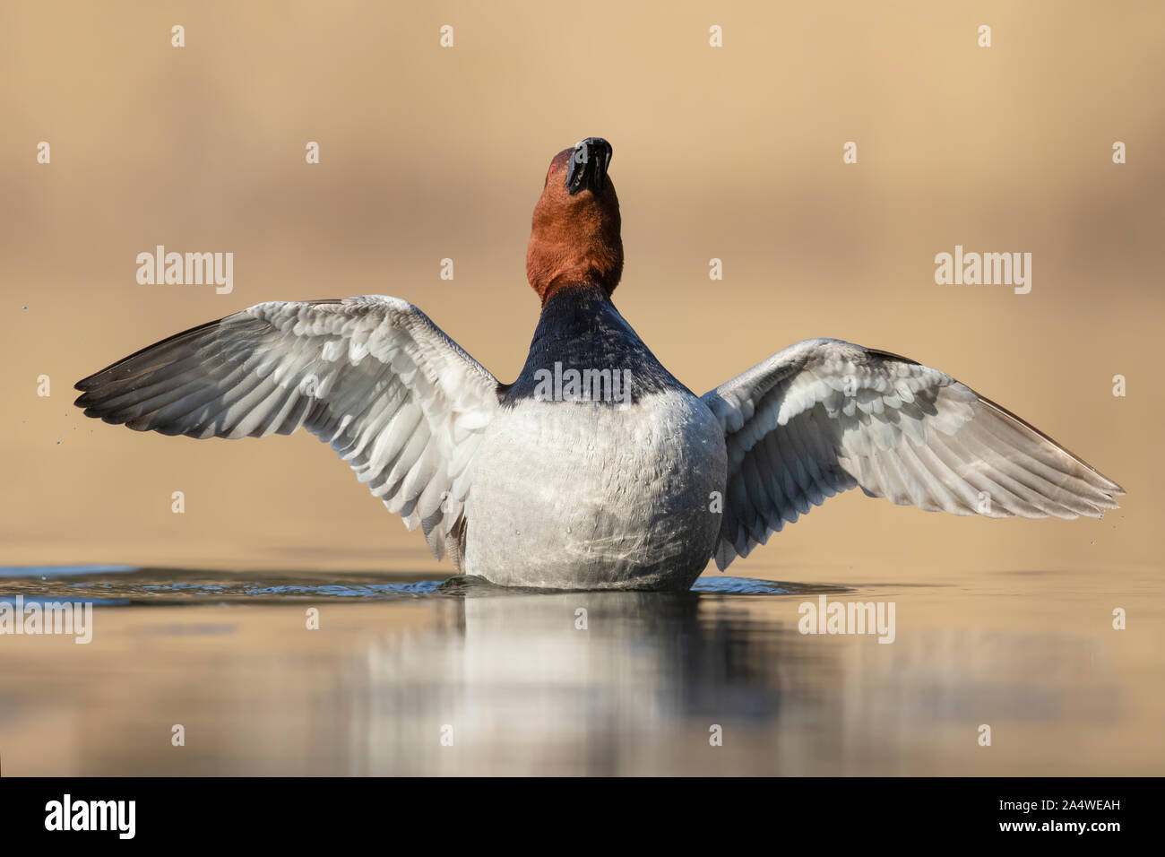 Erwachsene männliche Gemeinsame (pochard Aythya ferina) eine wingflap auf einem See im Frühjahr Stockfoto