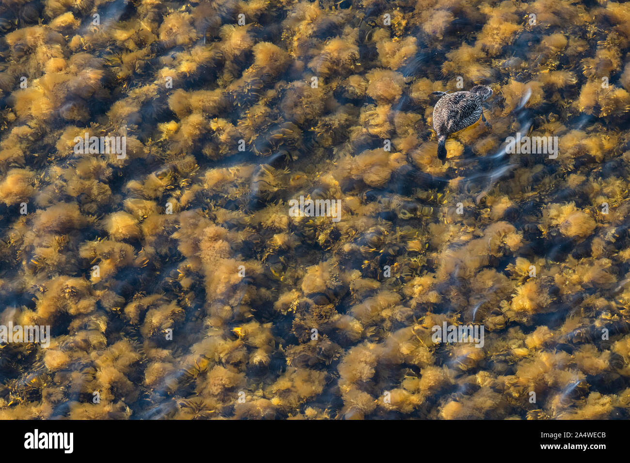 Erwachsene Frau gemeinsame Eiderente (Somateria Mollissima) Fütterung auf Krebse unter den Algen. Im Sommer von oben auf einem Felsen über dem Meer. Stockfoto