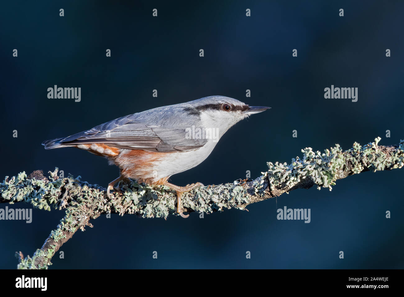 Ein erwachsener Eurasischen Kleiber (Sitta europaea) auf einem Bemoosten Zweig auf dem Weg zur Futterstelle im Winter Stockfoto