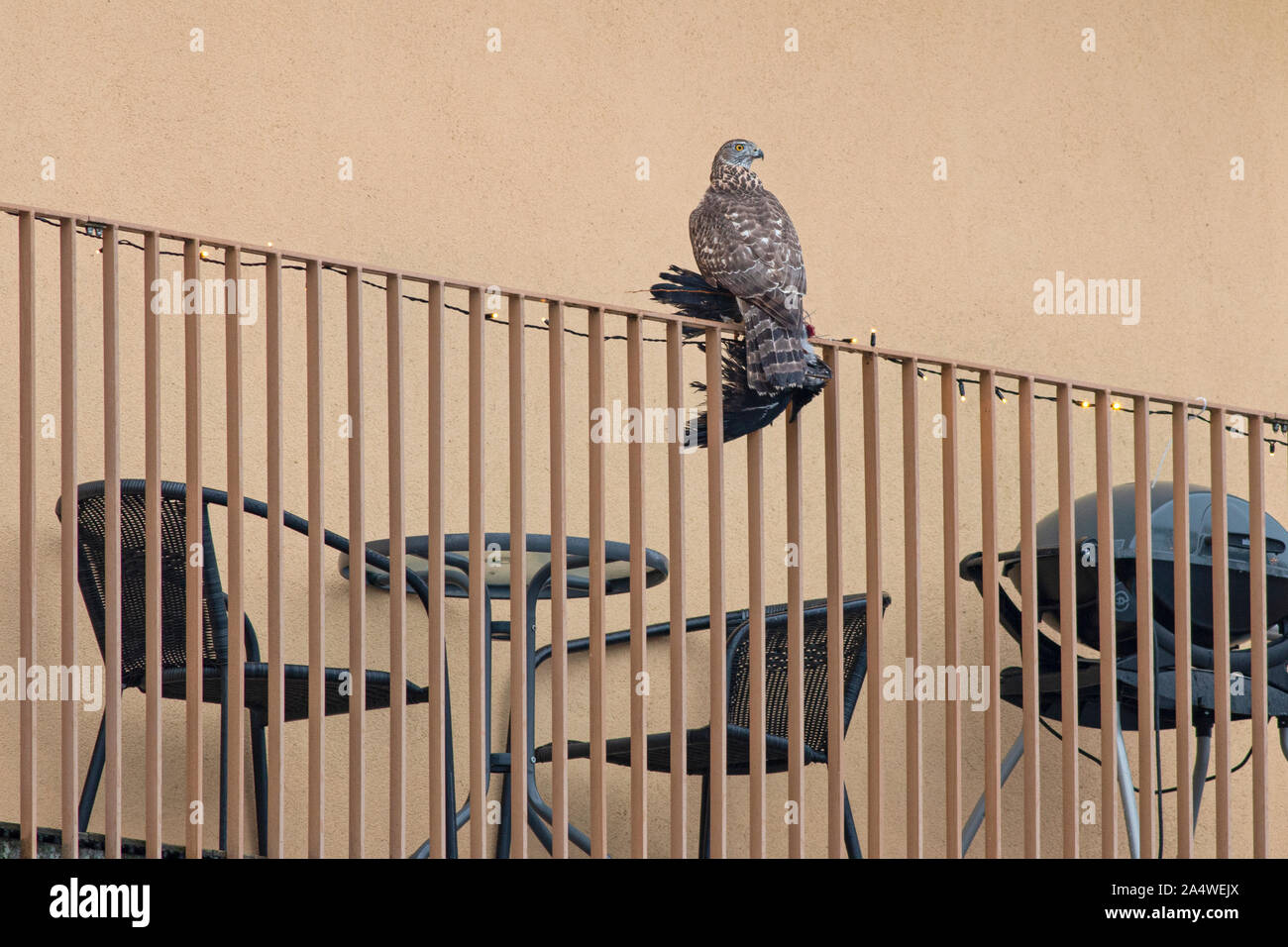 Erwachsenen männlichen Nördlichen Habicht (Accipiter gentilis) mit einem frischen Beute auf einem Balkon Geländer Stockfoto