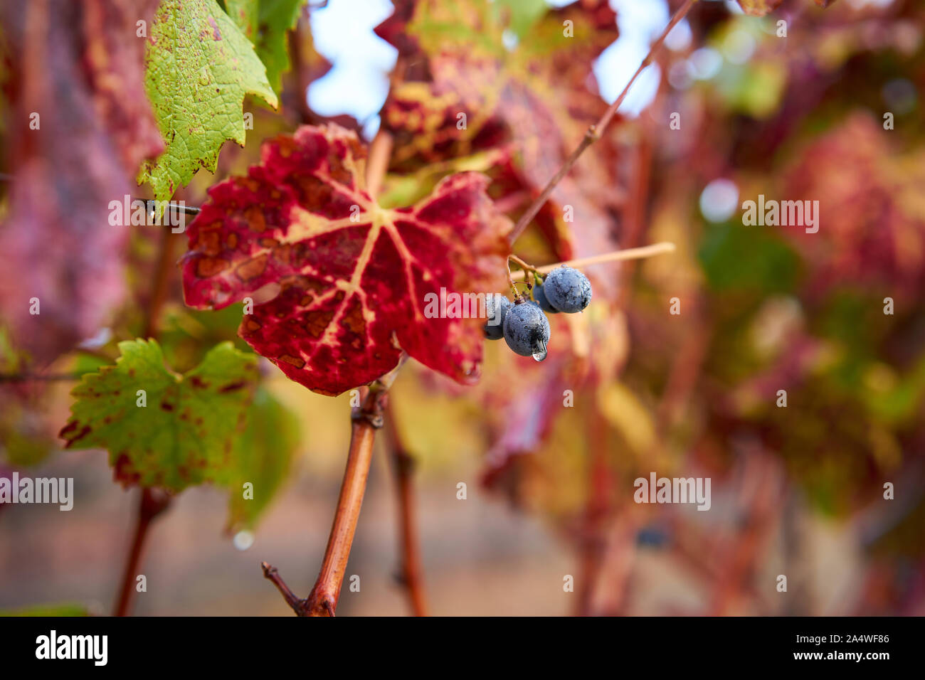 Weinberg mit bunten Blätter im Herbst auf einer kühlen, Misty und nebliger Morgen nach dem Regen in Windsor, in Sonoma County Wine Country, Kalifornien. Stockfoto