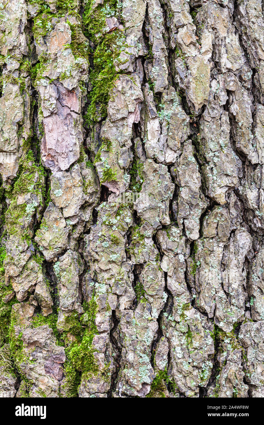 Trunk Alder Tree Alnus Glutinosa Fotos Und Bildmaterial In Hoher trunk-alder-tree-alnus-glutinosa-fotos-und-bildmaterial-in-hoher