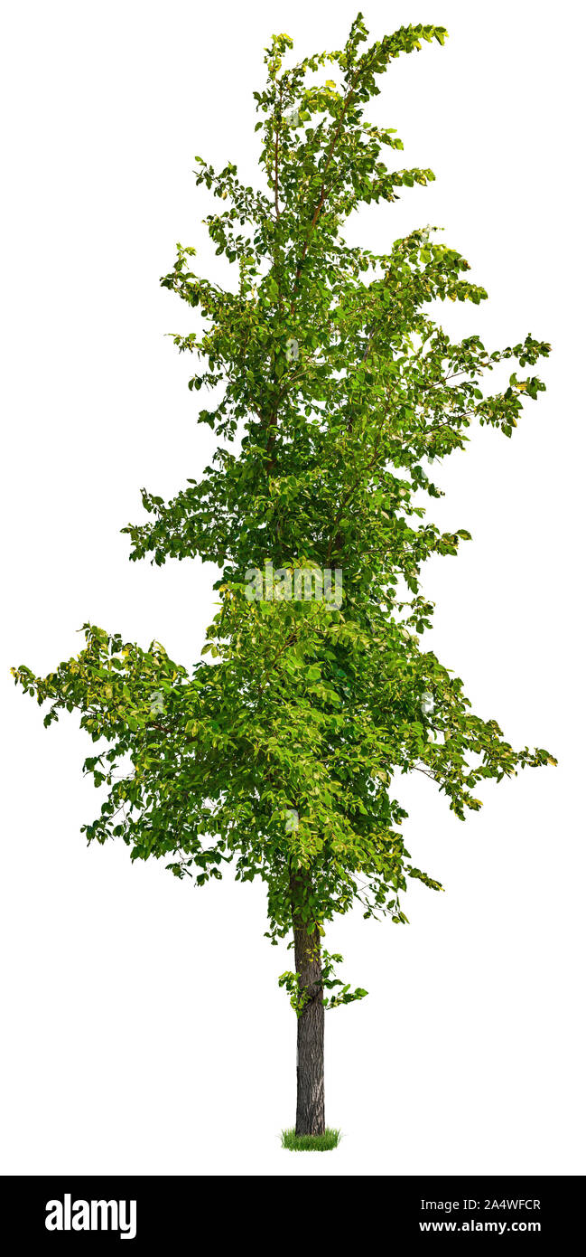 Grüner Baum auf weißem Hintergrund. Hochwertige Freistellungsmaske für die professionelle Zusammensetzung. Stockfoto