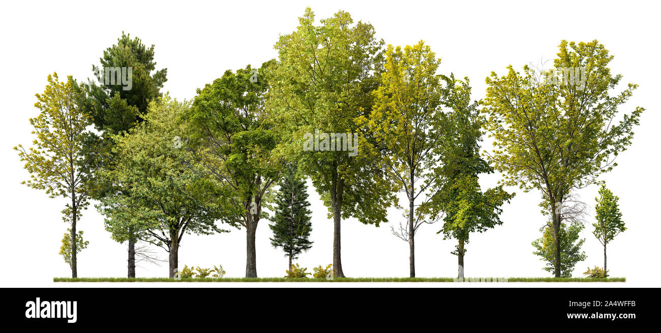 Ausschnitt der Baumgrenze. Grüne Bäume auf weißem Hintergrund. Forestcape im Sommer. Hochwertige Freistellungsmaske für die professionelle Zusammensetzung. Stockfoto