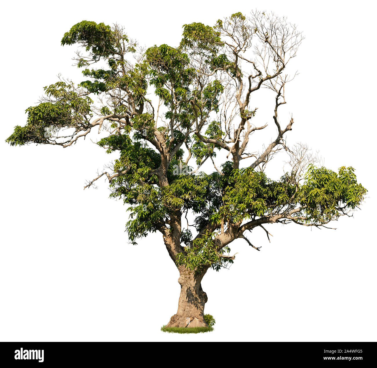 Ausschnitt Baum. Alten tropischen Baum auf weißem Hintergrund. Grosse Savanne Baum mit Laub bedeckt. Die exotische Vegetation. Stockfoto