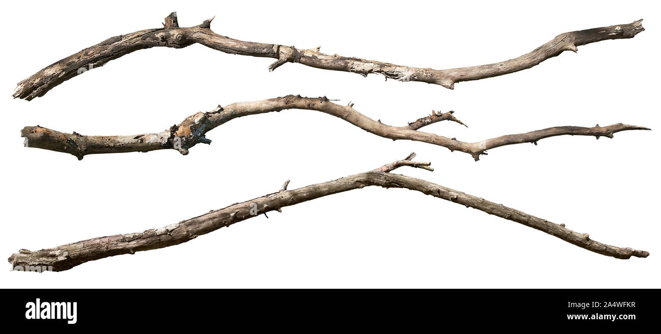 Ausschnitt Gebrochene Zweige. Trockene Ast auf weißem Hintergrund. Holz- Niederlassung auf den Boden gefallen. Hochwertige Freistellungsmaske Stockfotografie