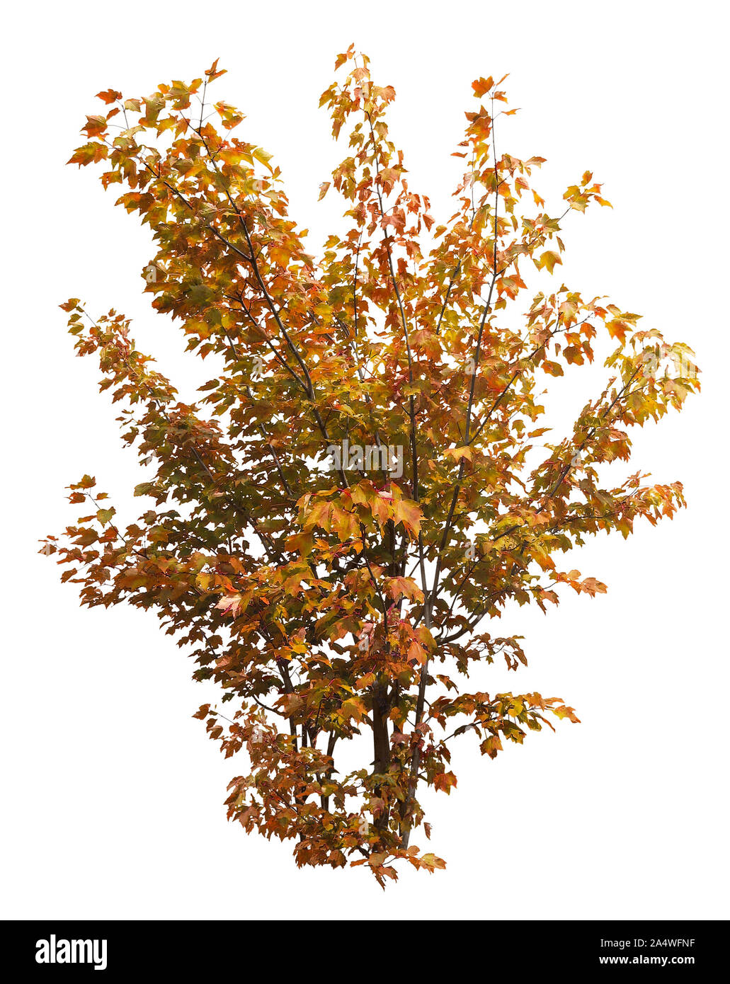 Ausschnitt wilde Pflanze. Bush der belaubten Zweigen. Laub von Ahorn Strauch auf weißem Hintergrund. Bunte Pflanze im Herbst. Hochwertige Freistellungsmaske. Stockfoto