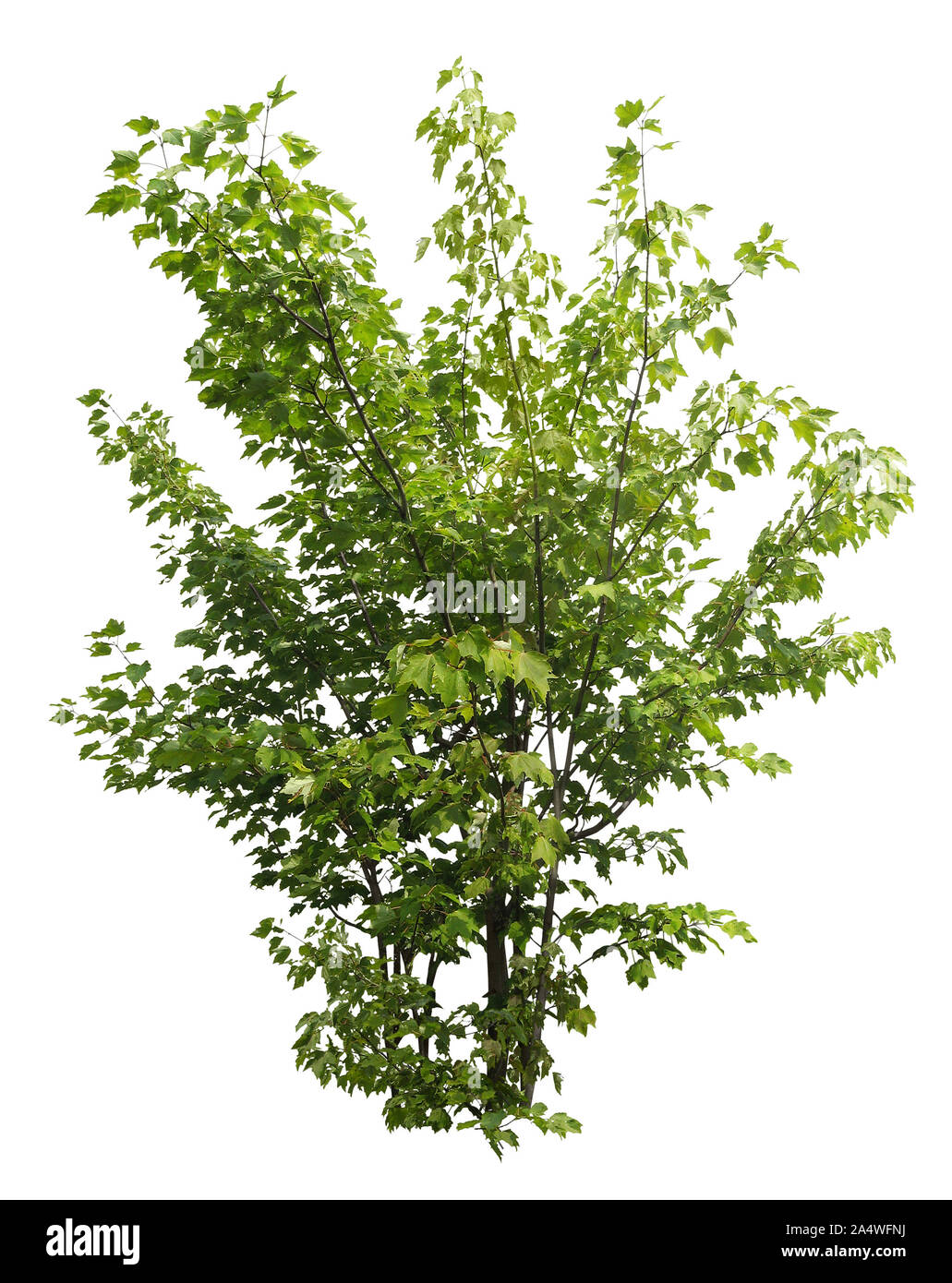 Ausschnitt wilde Pflanze. Bush der belaubten Zweigen. Laub von Ahorn Strauch auf weißem Hintergrund. Grüne Pflanze. Hochwertige Freistellungsmaske Stockfoto