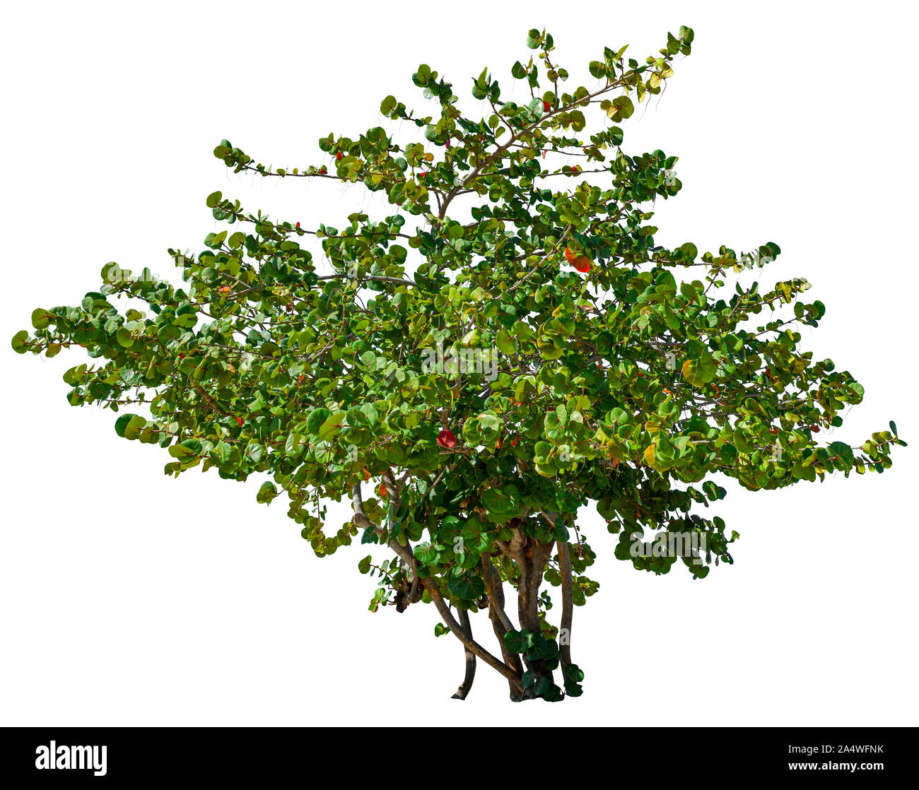 Grünen tropischen Busch auf einem weißen Hintergrund. Plumeria tree mit grünem Laub. Exotische grünen Sträuchern. Hochwertige Freistellungsmaske Stockfoto