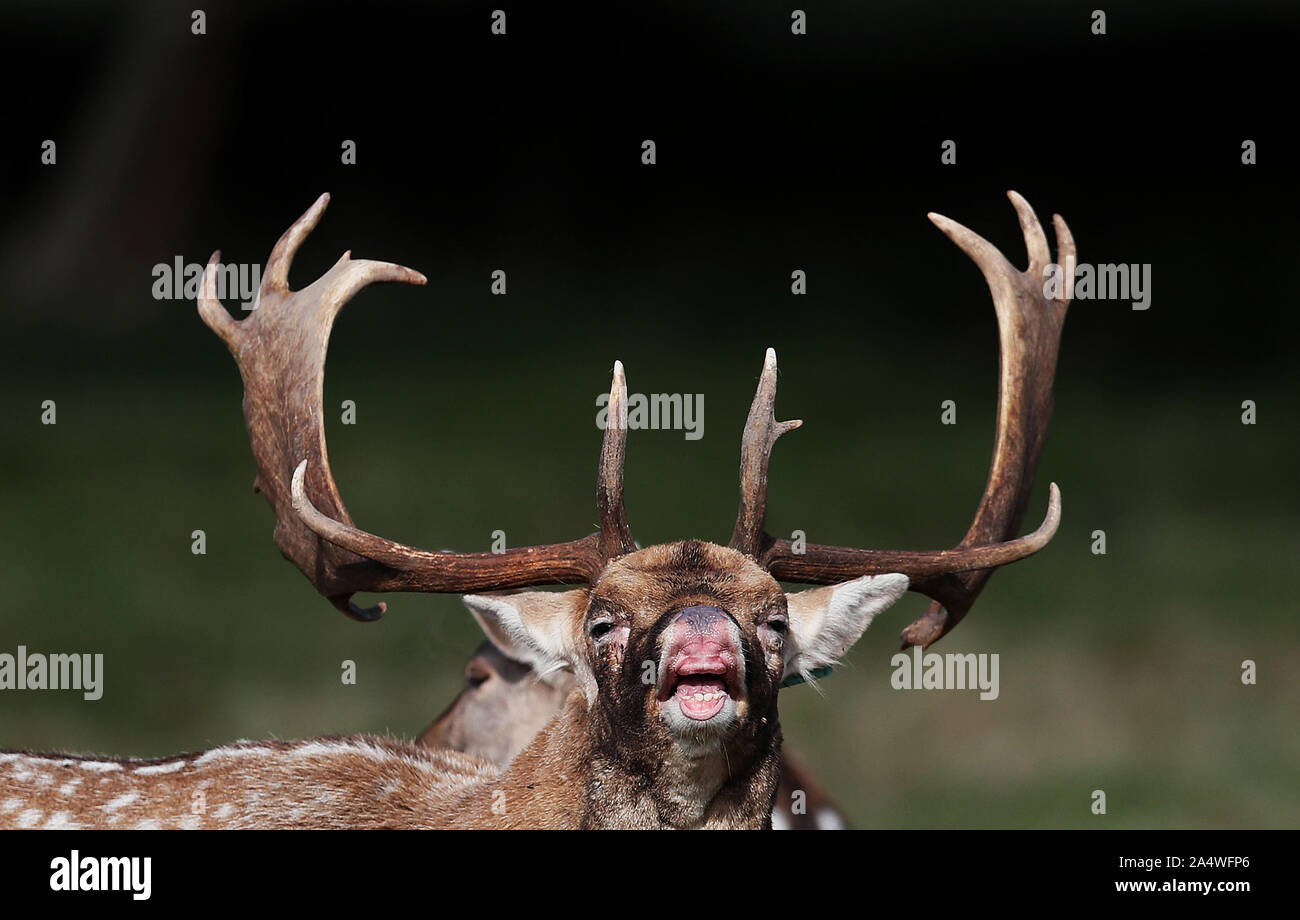 Ein damwild Faltenbälge in Dublins Phoenix Park während der Brunftzeit. Stockfoto