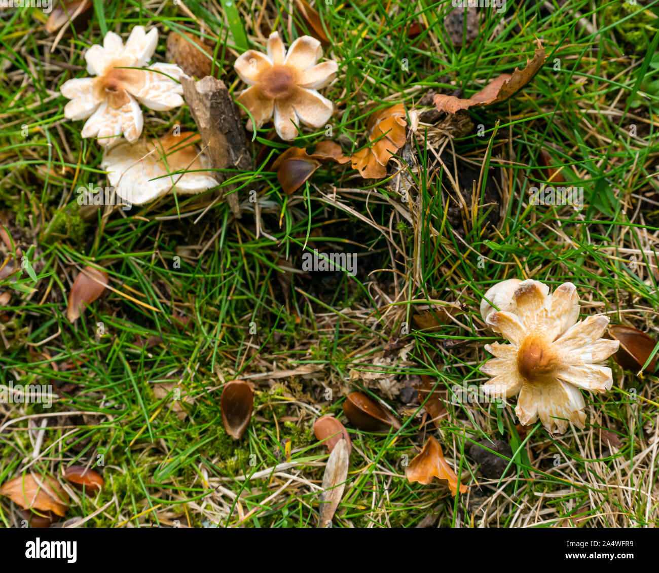 Mushrrom Lepiota Pilze auf Rasen, East Lothian, Schottland, Großbritannien Stockfoto