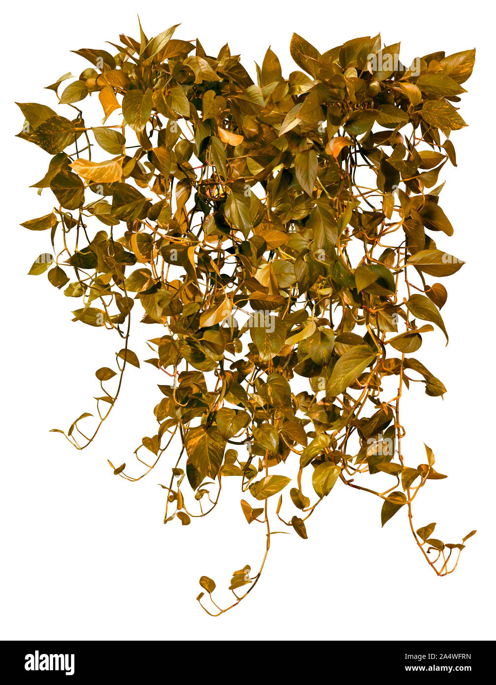 Ausschnitt jungle vIne. Ivy Laub im Herbst. Kletterpflanze auf weißem Hintergrund. Hochwertige wilden Reben Blätter für die professionelle Zusammensetzung. Stockfoto