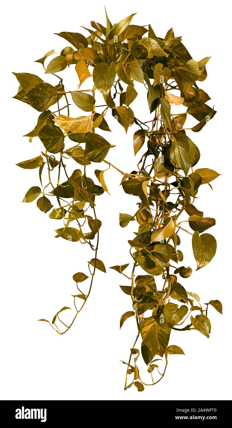 Ausschnitt jungle vIne. Ivy Laub im Herbst. Kletterpflanze auf weißem Hintergrund. Hochwertige wilden Reben Blätter für die professionelle Zusammensetzung. Stockfoto