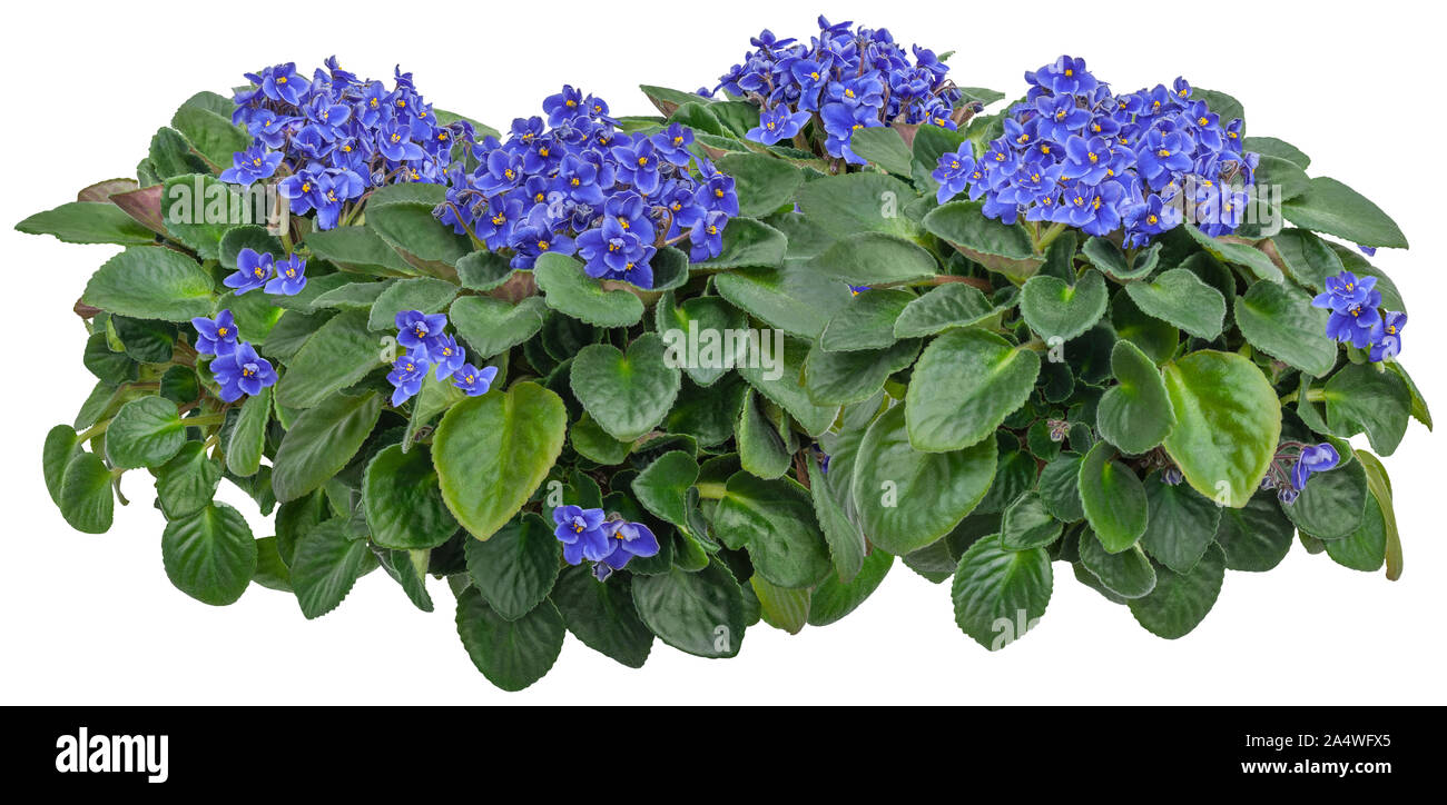 Ausschnitt African Violet. Blume Hecke auf weißem Hintergrund. Blumenstrauß aus blauen Blüten für die Landschaftsgestaltung und Gartenkunst. Hochwertige Freistellungsmaske Stockfoto
