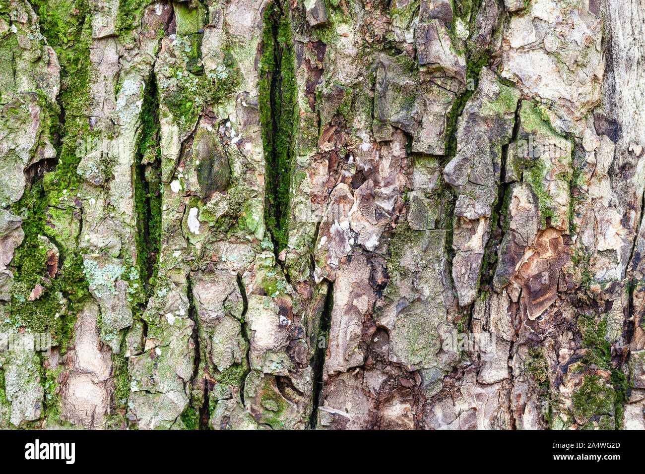 Ulmus laevis -Fotos und -Bildmaterial in hoher Auflösung – Alamy