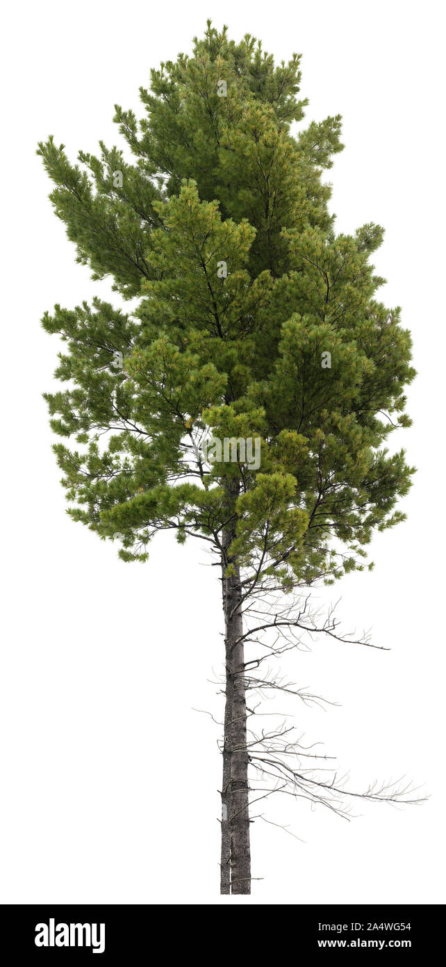 Nadelholz. Baum Kiefer auf weißem Hintergrund. Ausschnitt aus Fichtenholz. Hochwertige Freistellungsmaske für die professionelle Zusammensetzung. Stockfoto