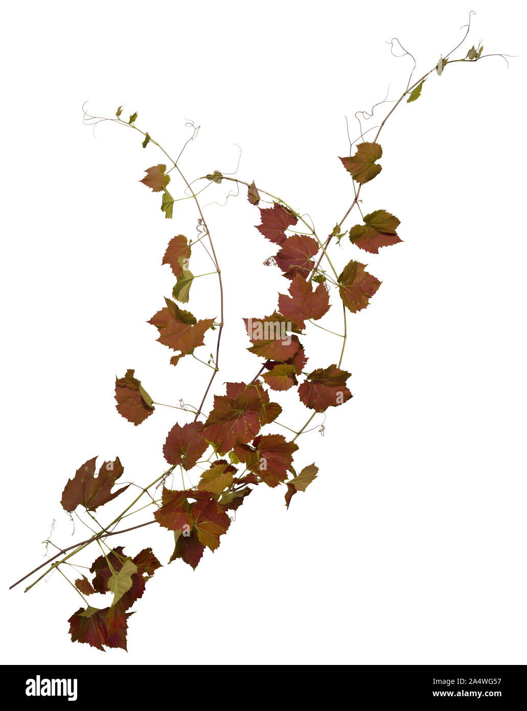 Ivy mit rotem Laub im Herbst. Kletterpflanze auf weißem Hintergrund. Wilden Reben verlässt. Hochwertige Maske für die professionelle Zusammensetzung. Stockfoto