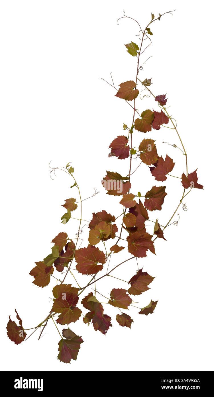 Ivy mit rotem Laub im Herbst. Kletterpflanze auf weißem Hintergrund. Wilden Reben verlässt. Hochwertige Maske für die professionelle Zusammensetzung. Stockfoto