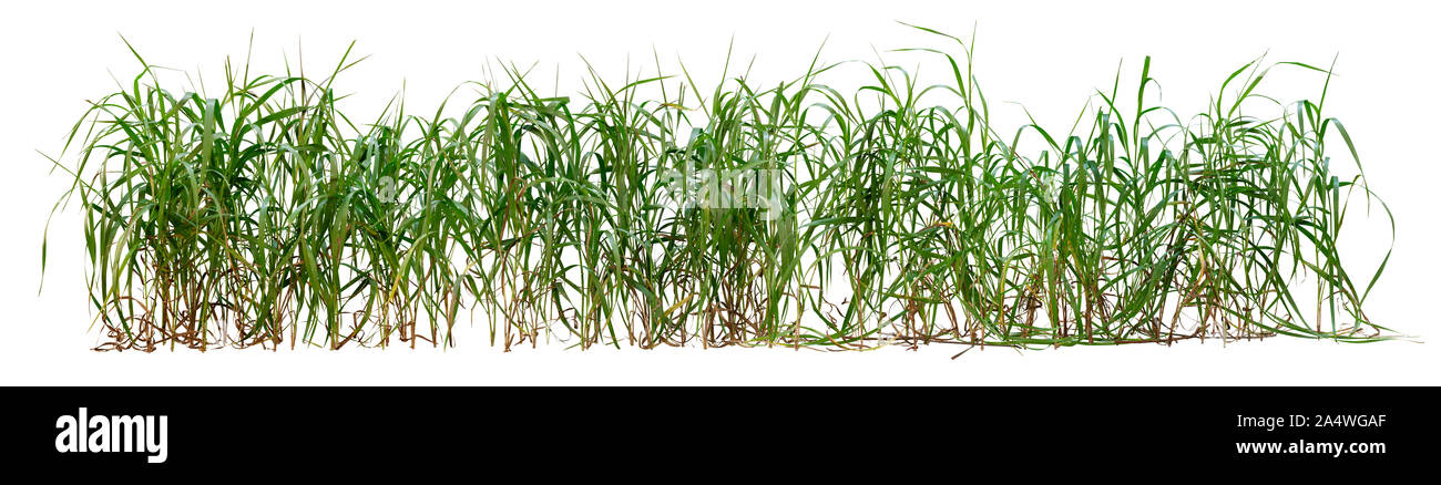 Ausschnitt grüne Pflanze. Bündel wildes Gras. Grashalme. Grüne Büschel auf weißem Hintergrund. Hochwertige Freistellungsmaske. Stockfoto