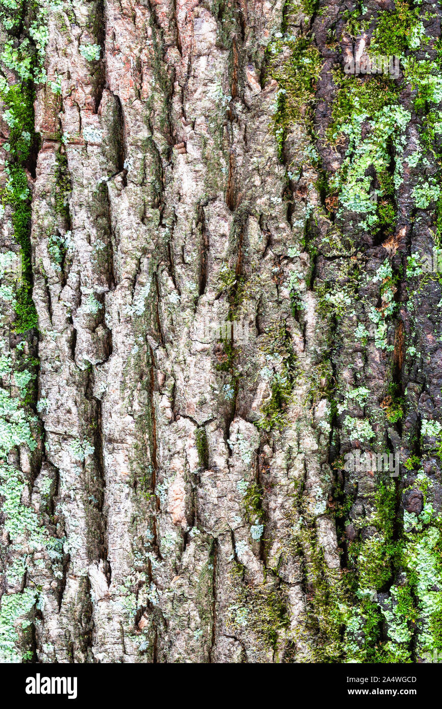 Natürliche Textur-Moosigen und gerillt Rinde am alten Stamm der Ahorn (Acer negundo) Nahaufnahme Stockfoto