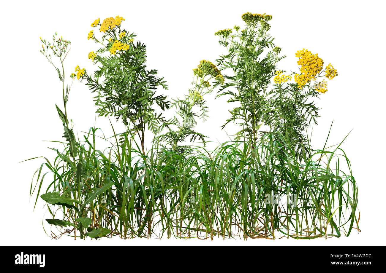Ausschnitt Wildpflanzen. Mischung aus Gräsern und Wildblumen. Bush von gelben Blumen auf weißem Hintergrund. Hochwertige Freistellungsmaske. Stockfoto