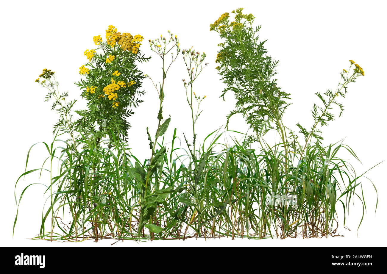 Ausschnitt Wildpflanzen. Mischung aus Gräsern und Wildblumen. Bush von gelben Blumen auf weißem Hintergrund. Hochwertige Freistellungsmaske. Stockfoto