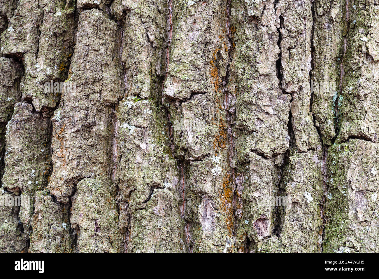 Natürliche Textur - gefurchte Rinde am alten Stamm der Eiche (Quercus robur) Nahaufnahme Stockfoto